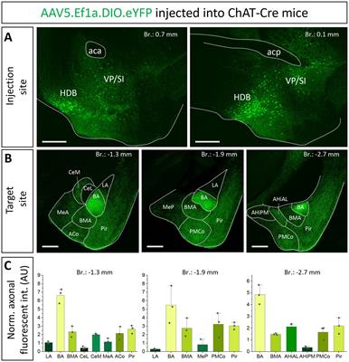 Functionally linked amygdala and prefrontal cortical regions are innervated by both single and double projecting cholinergic neurons